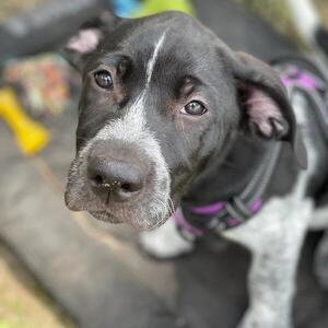 Fundraising Page: Pamela Lieberman